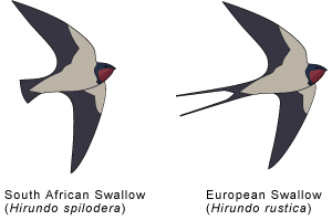 swallows.gif