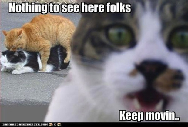 cat-nothing-to-see-here-meme.jpg