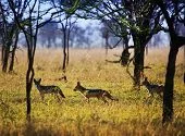 Jackal-1.webp