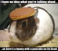 bunny.webp