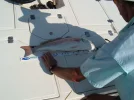 redfish.webp