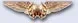 nfo_new.webp