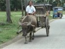 Carabao.jpg