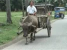 Carabao.webp
