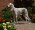 Saluki.webp