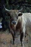 longhorn-steer-2.webp