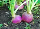 turnip.webp