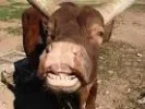 Smiling Bull!.webp