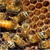 Bee RR.webp