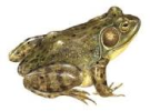 1-Bullfrog-1.png