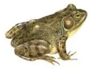 1-Bullfrog-1.webp