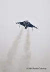 KDAY_Harrier.webp