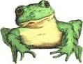froggie.webp
