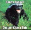 honey_badger1.webp