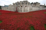 poppies2.png