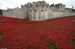 poppies2.webp poppies2.webp