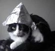 cat.webp