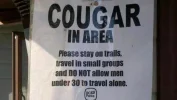 cougar.webp cougar.webp