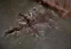 CV_Cat_Charred.webp