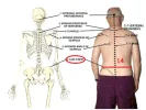 Surface-Anatomy-of-the-Iliac-Crest-picture.webp
