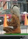 tigercropped400.webp
