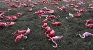 birdflu.webp