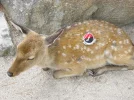 Deer Zapped 2 C.webp
