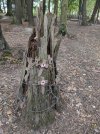 IMG_20180729_125727.jpg
