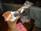 cats_fighting.jpg