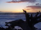 sunset thru stump2(s).jpg