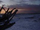 sunset thru stump4.JPG