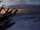 sunset thru stump4.webp