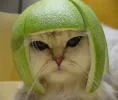 tequilacat.webp