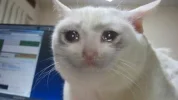 cat-cry.webp