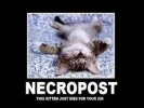 kitten death.webp