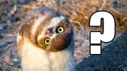 owl_question.webp