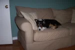 Tallulah Couch.webp