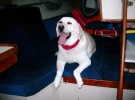 qtrberthdog.webp