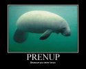 manatee.jpg