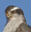 Goshawk.webp