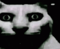 IMG_5578.gif