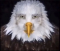 1783703427862.png 1783703427862.png