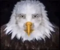 1783703427862.webp