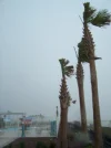 100_4994.webp