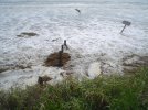 Hurricane Ike 154.jpg