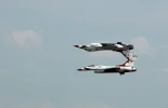 T birds on eachother.webp