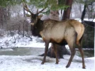 PennsylvaniaDec08 020_800x600.webp