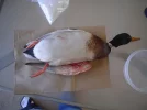hunting 011.webp