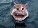 Shark Kitty.JPG