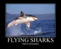 flysharks.jpeg